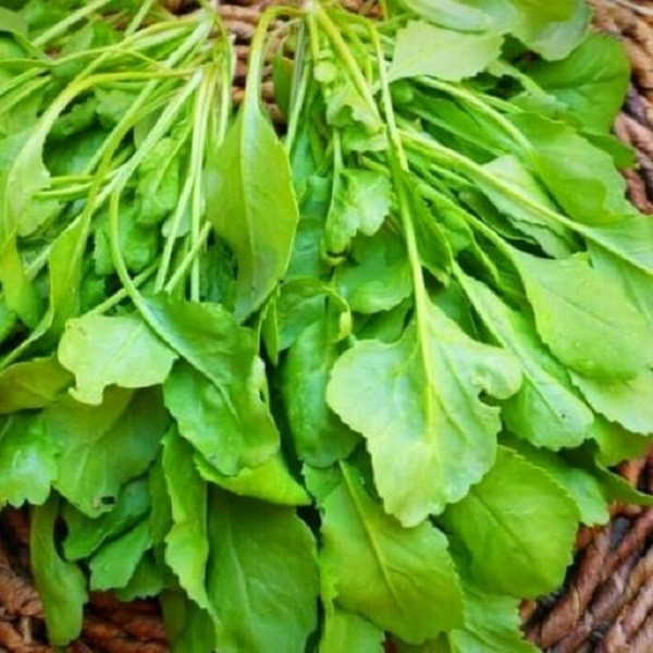 بذر شاهی جی پی سید مدل GP1109