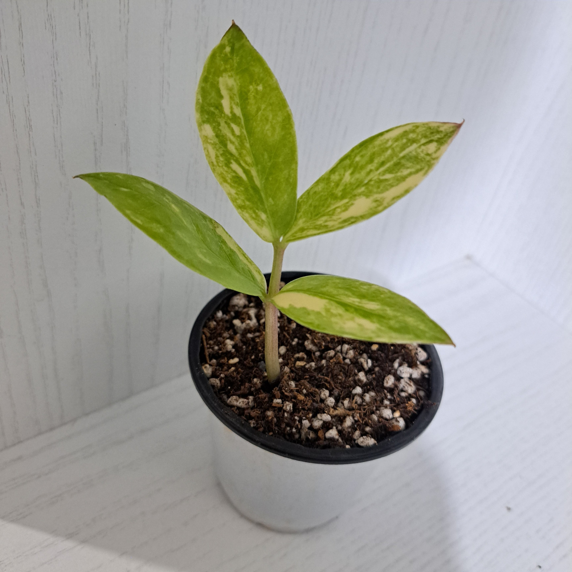 گیاه طبیعی زاموفیلیا مدل  ابلق خامه ای 4 برگی