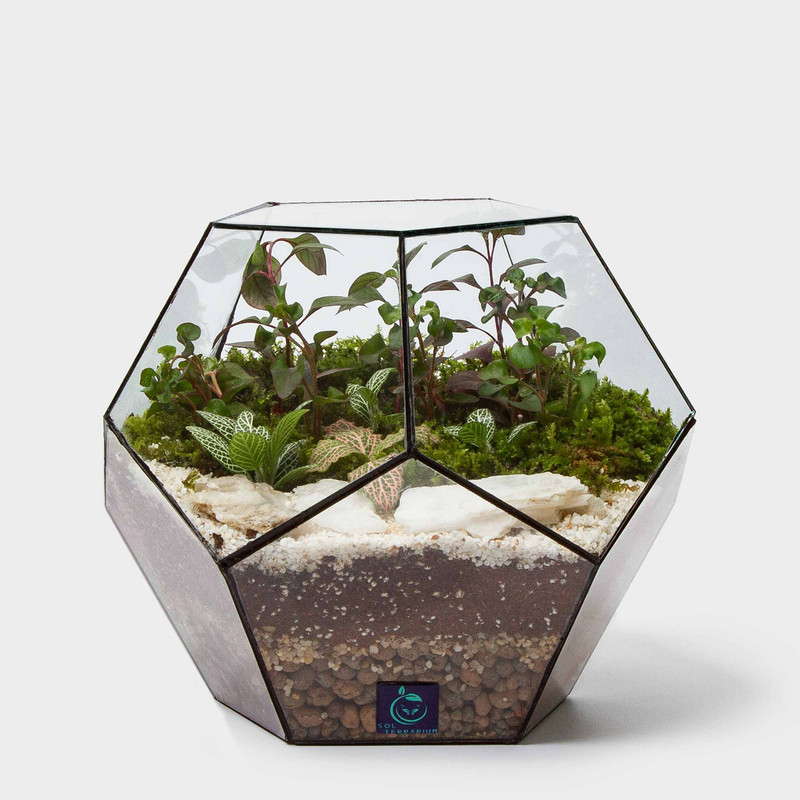 گیاه طبیعی تراریوم سل تراریوم مدل توپک