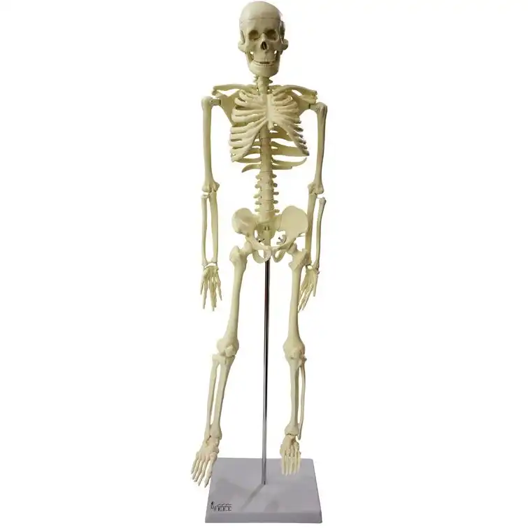 بازی آموزشی مدل مولاژ اسکلت انسان