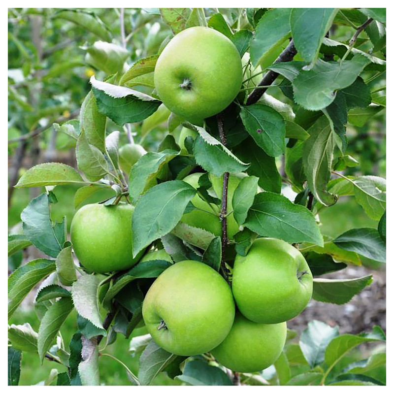 بذر سیب آذر سبزینه مدل A220 بسته 3 عددی بذر سیب آذر سبزینه مدل A220 بسته 3 عددی