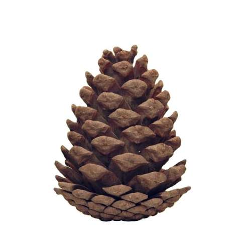 تزیینی طرح میوه کاج