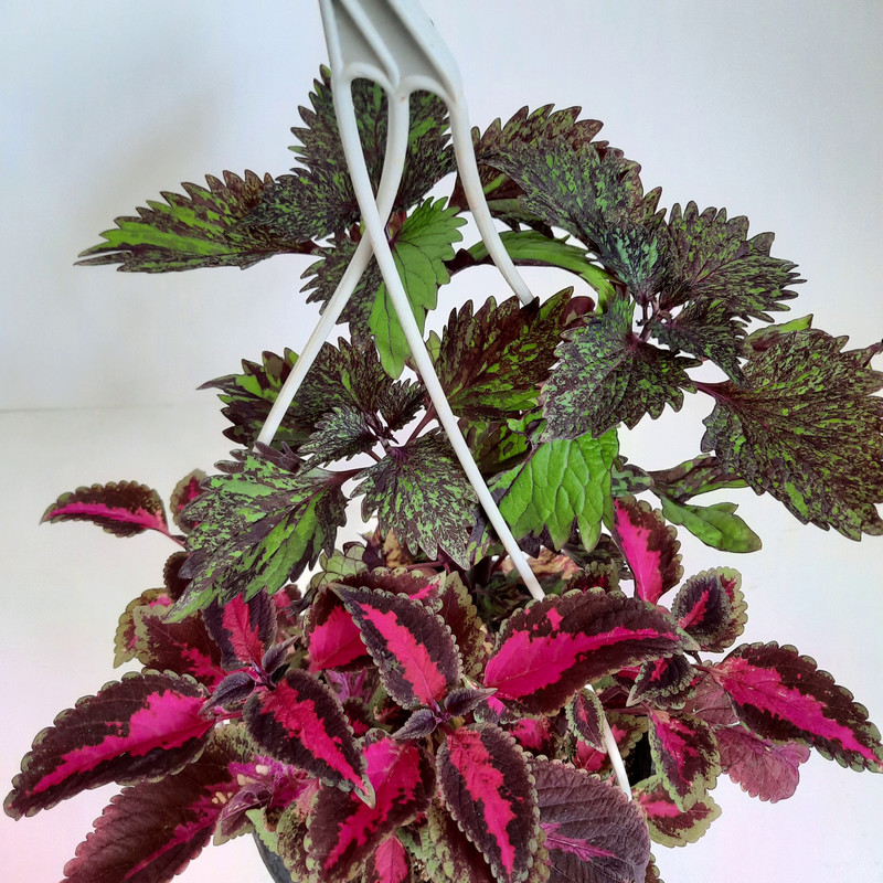 گیاه طبیعی حسن یوسف کد A