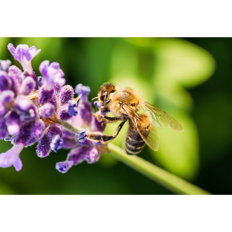 تابلو شاسی طرح منظره گل اسطوخودوس مدل T1191