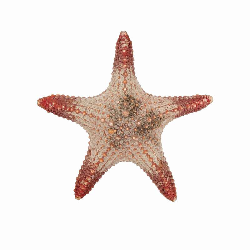 ستاره دریایی تزیینی مدل w20