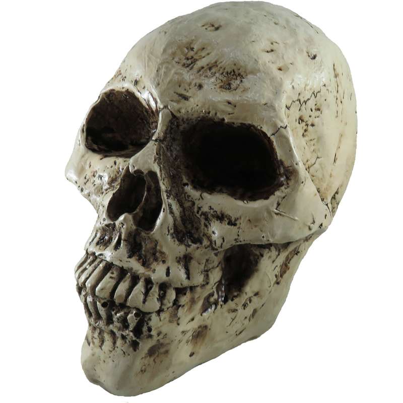 مجسمه مدل جمجمه کد 02