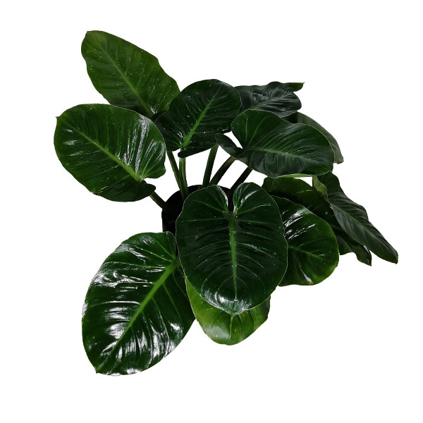 گیاه طبیعی فیلودندرون مدل 02