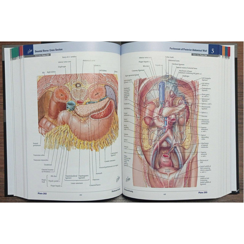 قیمت و خرید کتاب Netter Atlas Of Human Anatomy 8th Edition اثر Frank Netter انتشارات الزویر 