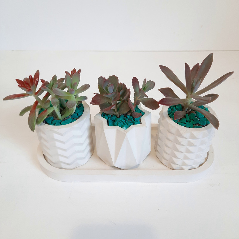 گیاه طبیعی ساکولنت کد 09 مجموعه 3 عددی