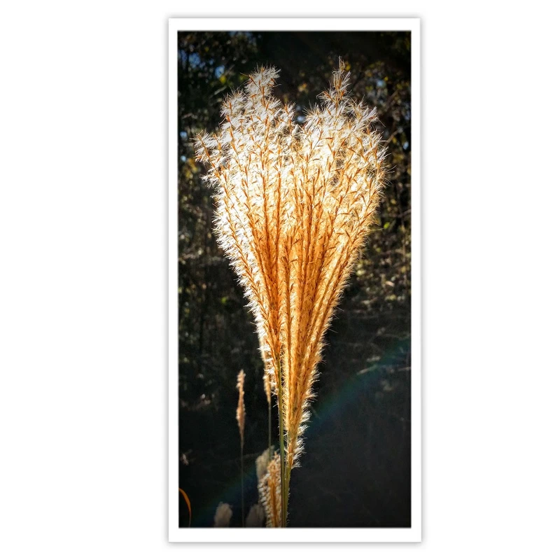 تابلو بکلیت طرح عکاسی طبیعت قاصدک مدل W-10038