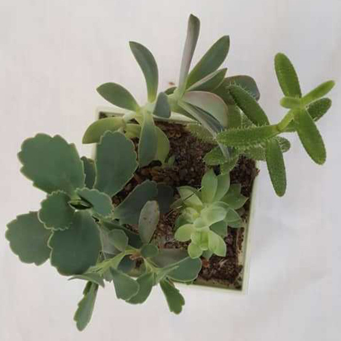 گیاه طبیعی ساکولنت کد MIX01