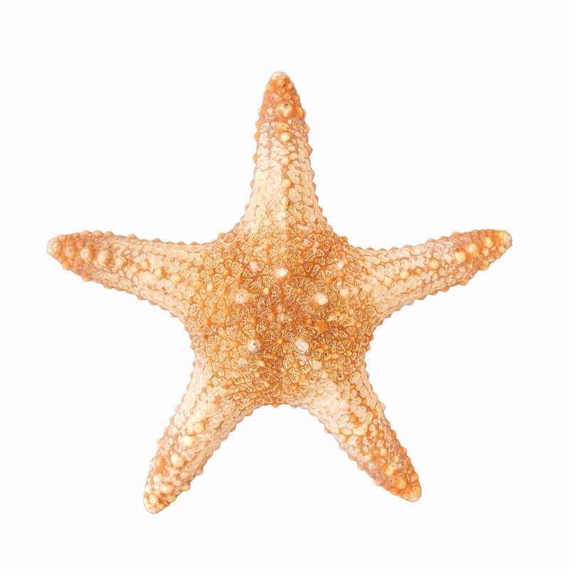 ستاره دریایی تزیینی مدل n20