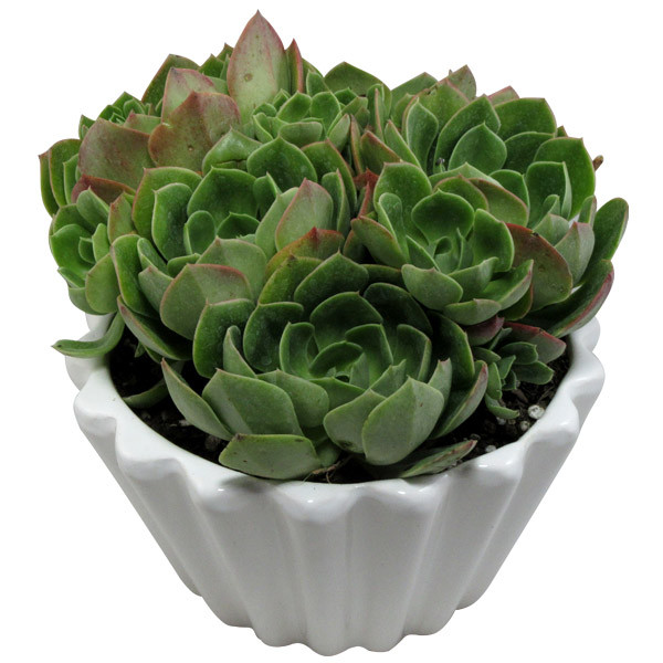 گیاه طبیعی آئونیوم کد L01 گیاه طبیعی آئونیوم کد L01