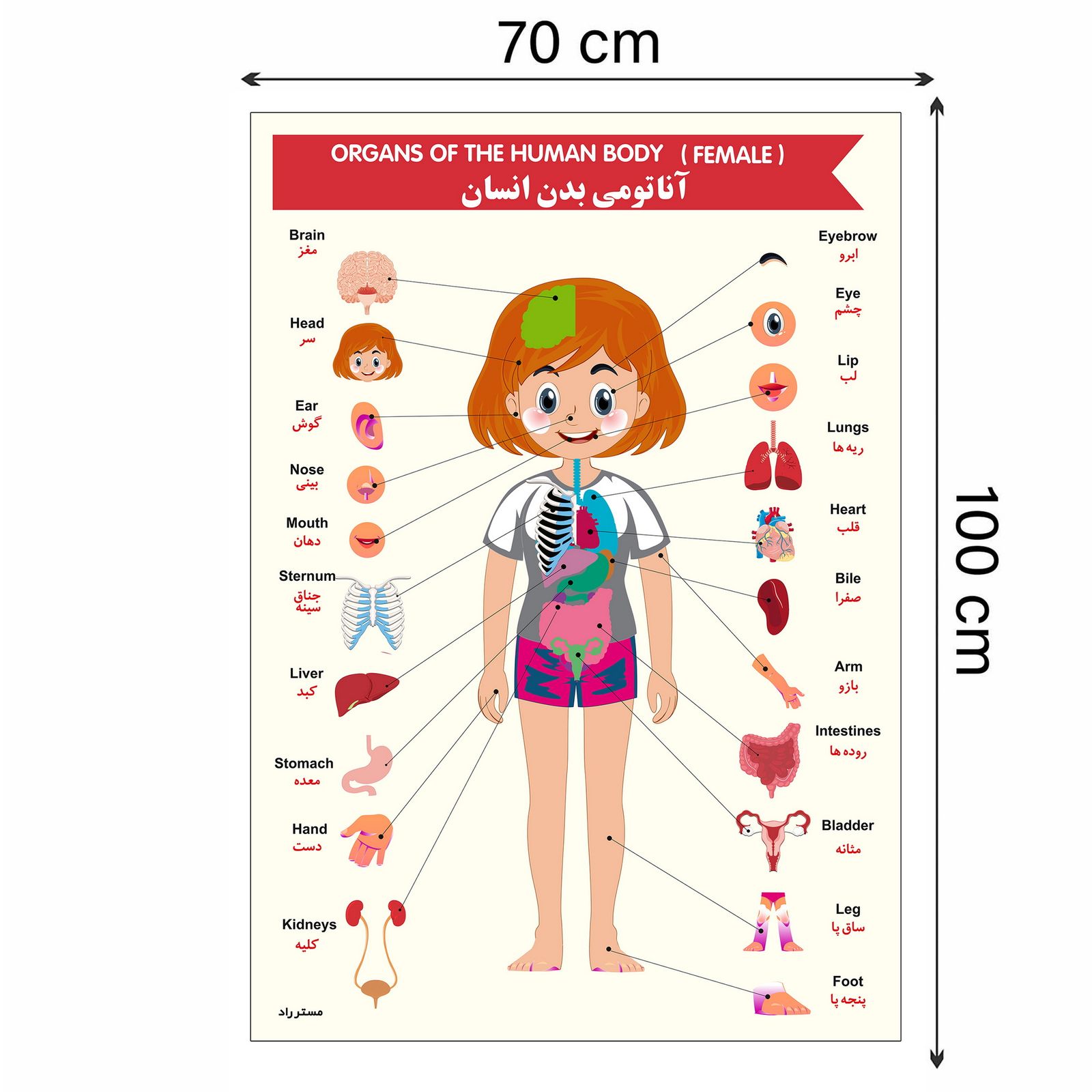 پوستر آموزشی مستر راد مدل آناتومی بدن فارسی و انگلیسی کد fiory 2241 -  - 12