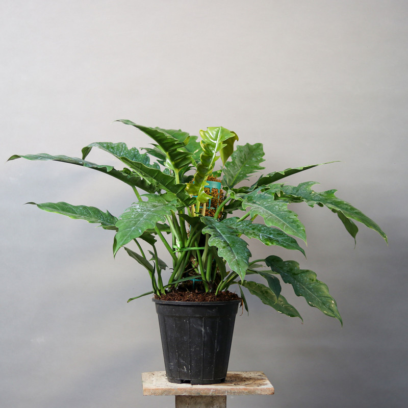 گیاه طبیعی فیلودندرون کنگره ای مدل 01