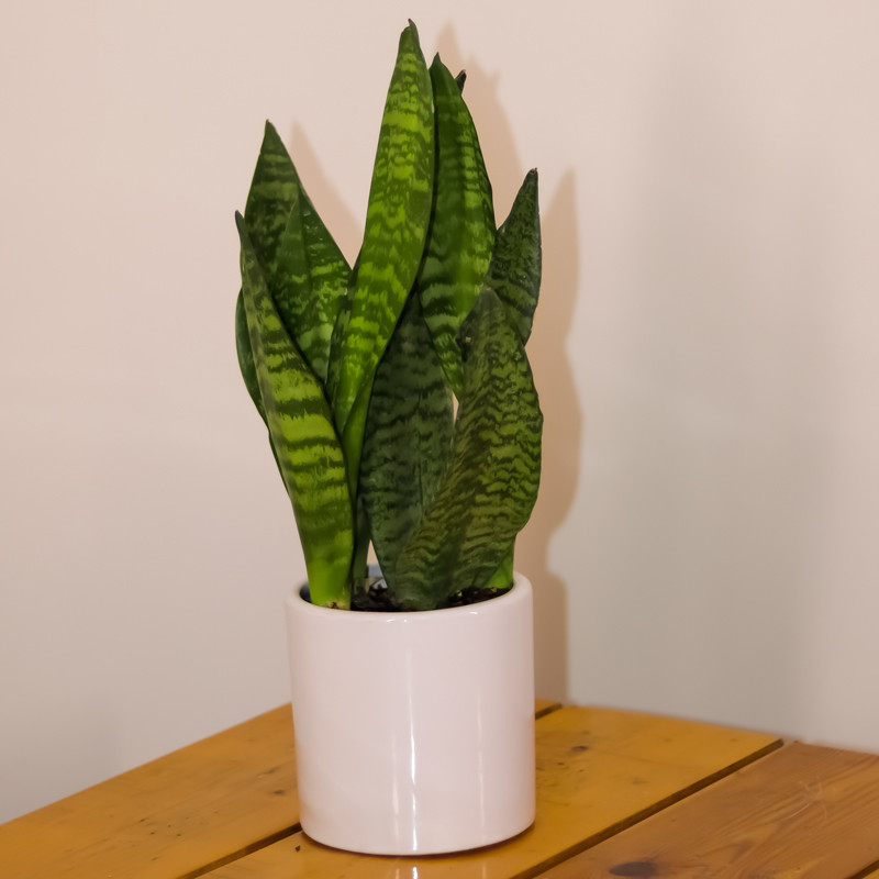 گیاه طبیعی سانسوریا پوست ماری مدل 229