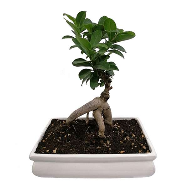 گیاه طبیعی بونسای مدل 5161841 گیاه طبیعی بونسای مدل 5161841