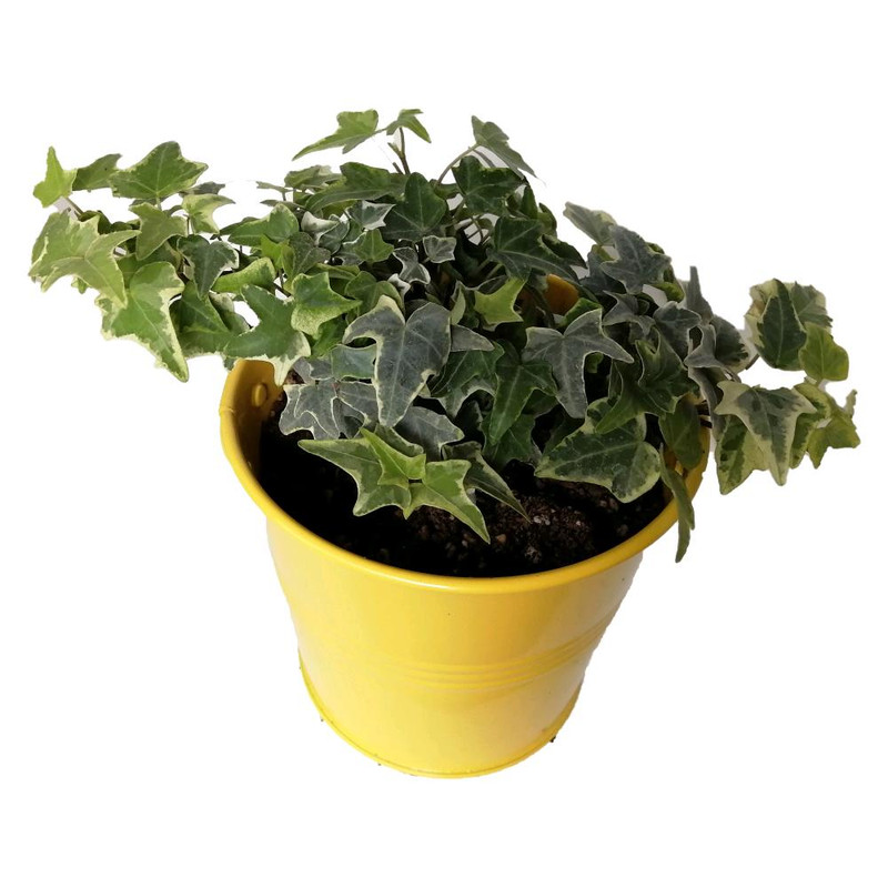 گیاه طبیعی پاپیتال کد wf01 گیاه طبیعی پاپیتال کد wf01