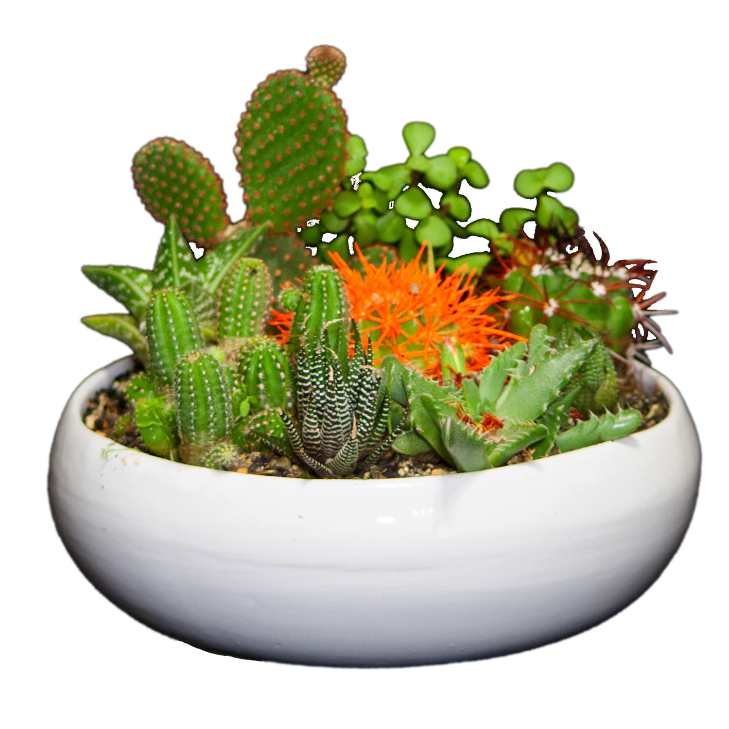 گیاه طبیعی کاکتوس و ساکولنت مدل دیش گاردن