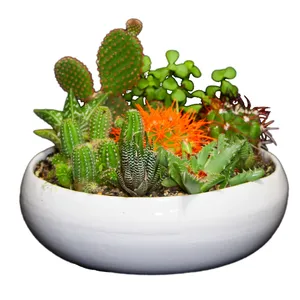 گیاه طبیعی کاکتوس و ساکولنت مدل دیش گاردن 