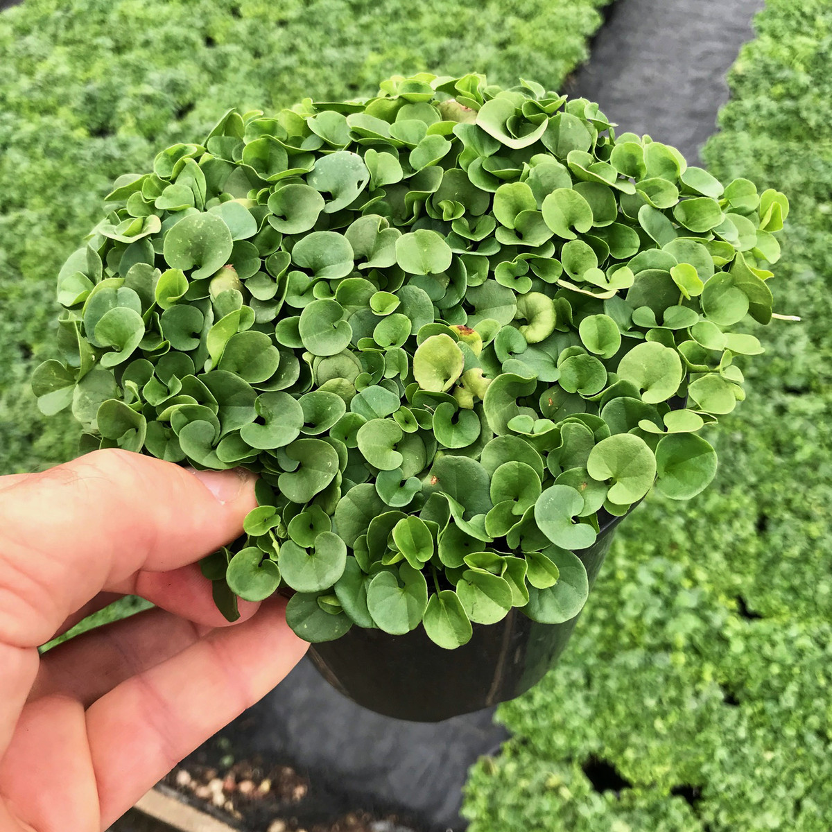 بذر چمن دایکونترا وانیا سید مدل S59