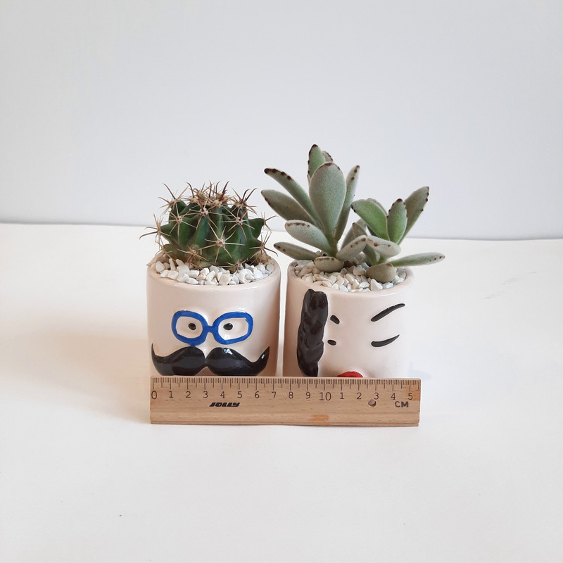 گیاه طبیعی ساکولنت و کاکتوس طرح زن و شوهر مجموعه 2 عددی کد 2