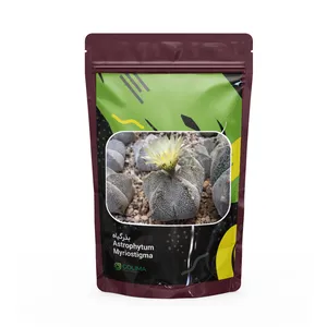 بذر کاکتوس گلیما مدل آستروفیتوم میریوستیگما