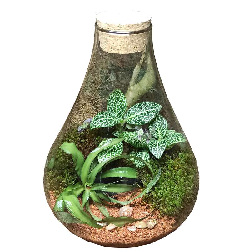 گیاه طبیعی تراریوم مدل طاووس یک گیاه طبیعی تراریوم مدل طاووس یک