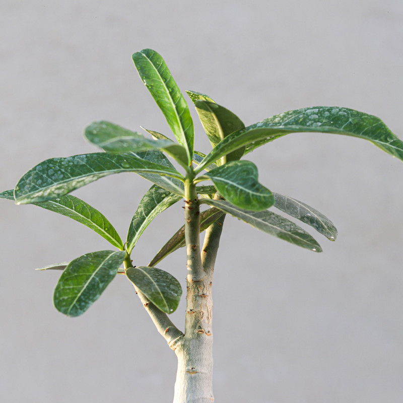 گیاه طبیعی بونسای آدنیوم مدل عربیکم