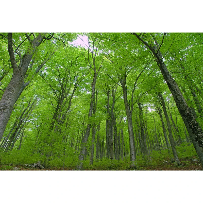 تابلو شاسی مدل درختان بلند با شاخ و برگ سبز  T7026