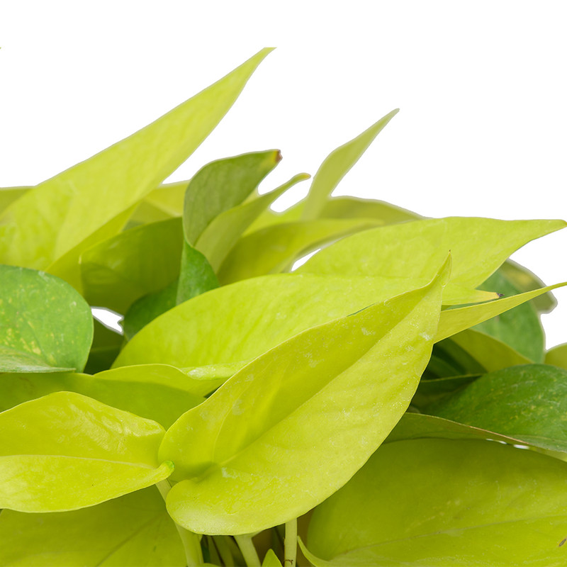 گیاه طبیعی پتوس نئون کد 10432/2211 گیاه طبیعی پتوس نئون کد 10432/2211