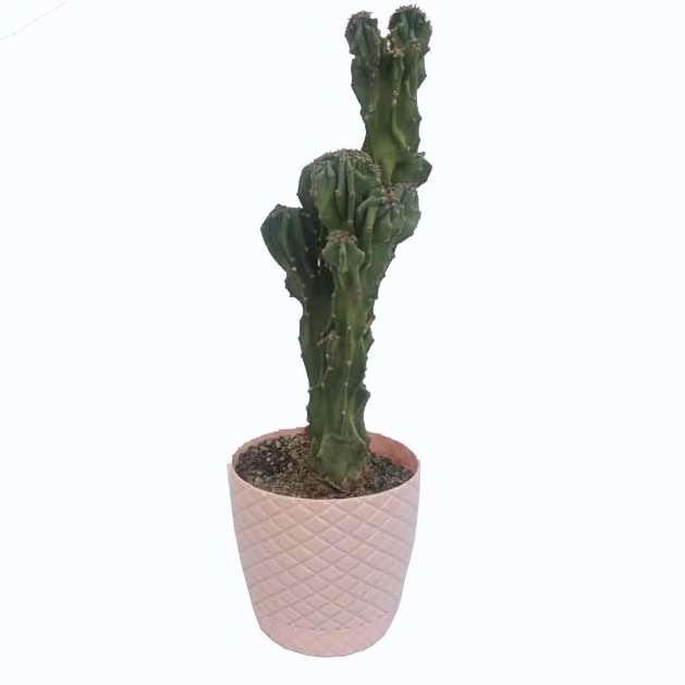 گیاه طبیعی کاکتوس صخره ای کد s01