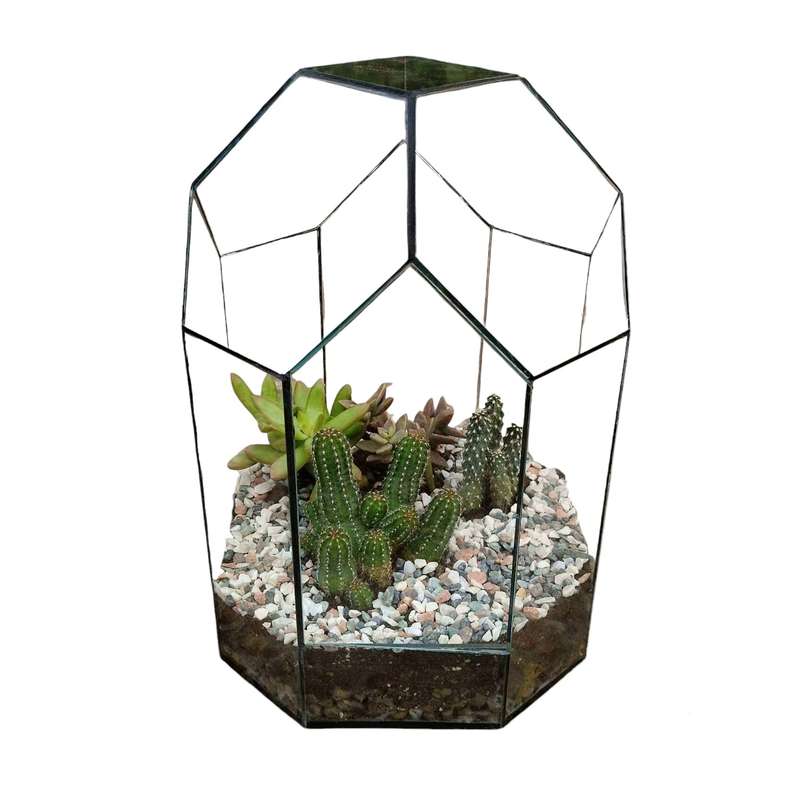 تراریوم گیاه طبیعی کاکتوس و ساکولنت مدل  چند ضلعی کد 20