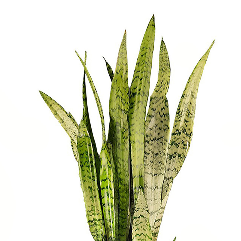 گلدان سانسوریا سبز گلیتال مدل GTL149