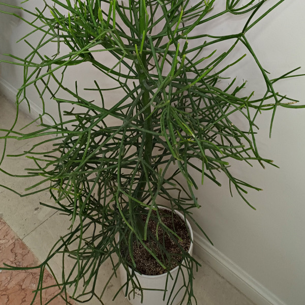 گل طبیعی افوربیا تیروکالی تافکو کد 10000 گل طبیعی افوربیا تیروکالی تافکو کد 10000