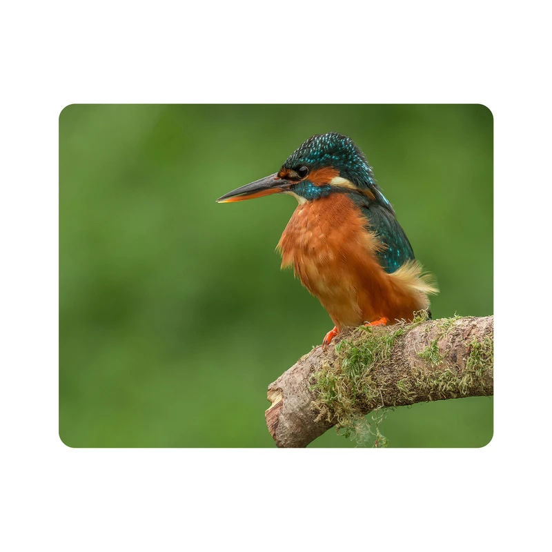 ماوس پد اطلس آبی طرح مرغ ماهی خوار مدل T1608