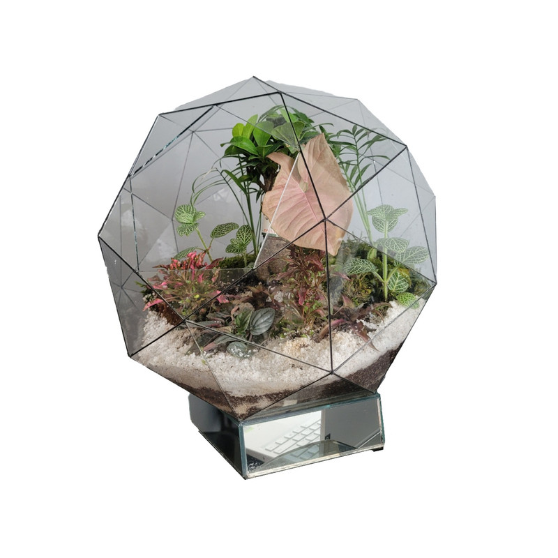 تراریوم گیاه طبیعی مدل بونسای فیکوس رتوزا رویال کد 003