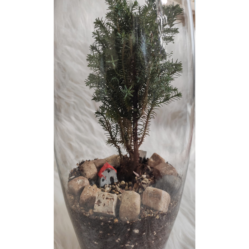 تراریوم گیاه طبیعی کد trt-w114