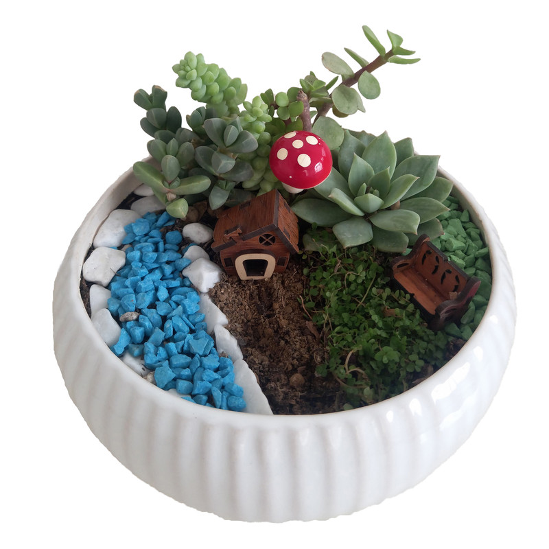 گیاه طبیعی کاکتوس مدل 01 گیاه طبیعی کاکتوس مدل 01