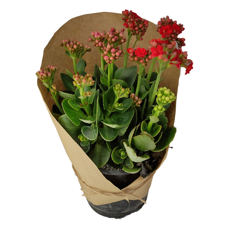 گیاه طبیعی کلانکوا کد yt31