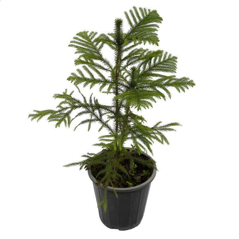 گیاه طبیعی کاج مطبق مدل دو شاخه