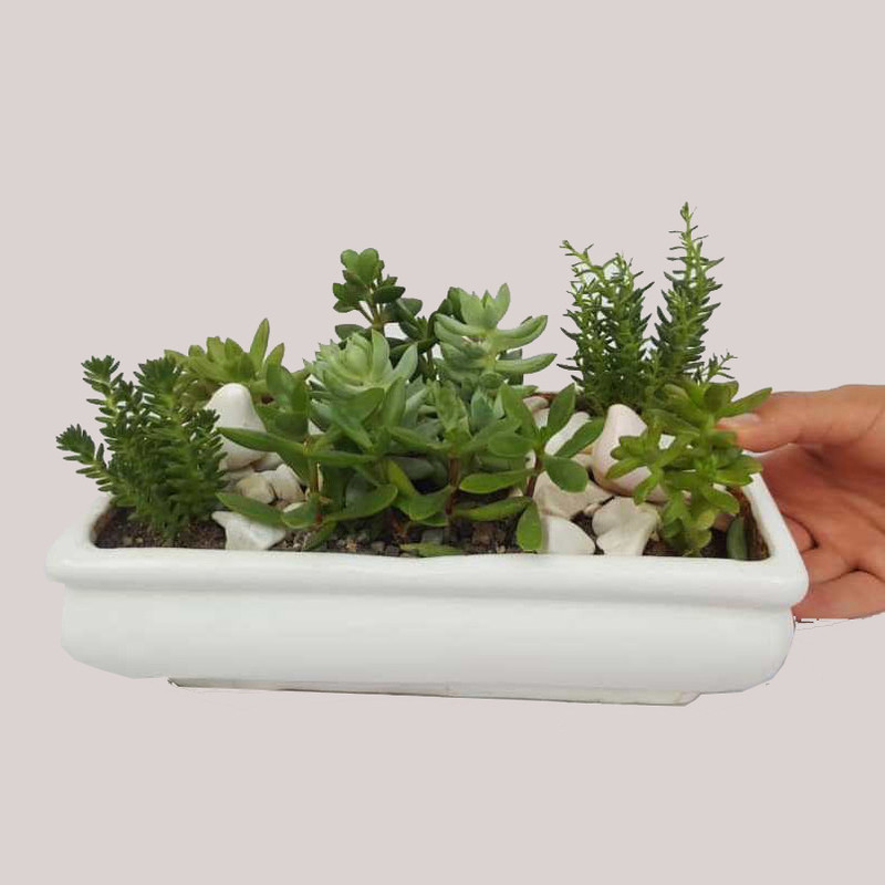 ساکولنت میکس کد sa01 ساکولنت میکس کد sa01