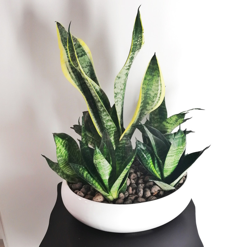 گیاه طبیعی سانسوریا کرواتی مدل بنسای