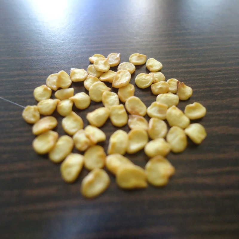 بذر فلفل شیرین سبز وانیا سید مدل F51