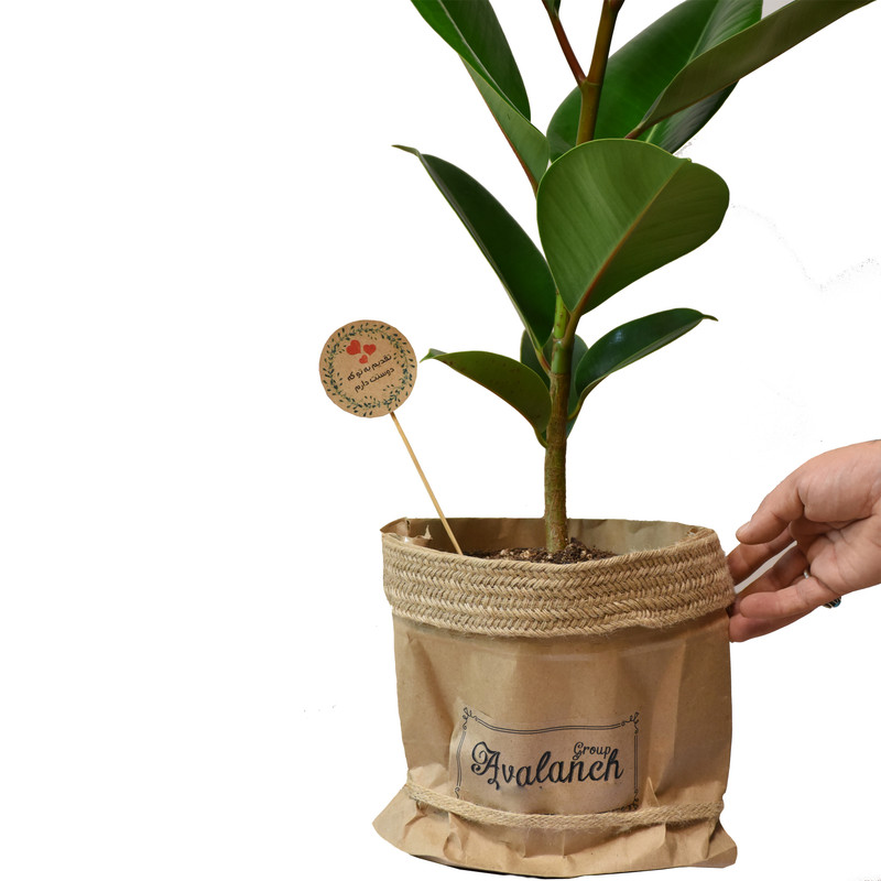 گیاه طبیعی فیکوس کدP.A.08