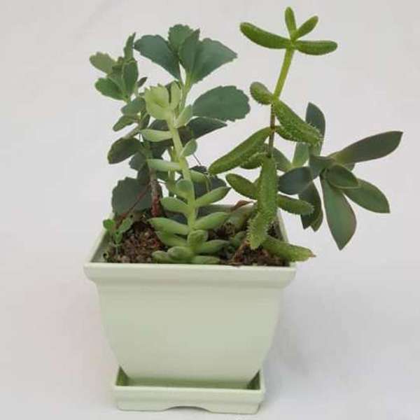 گیاه طبیعی ساکولنت کد MIX01