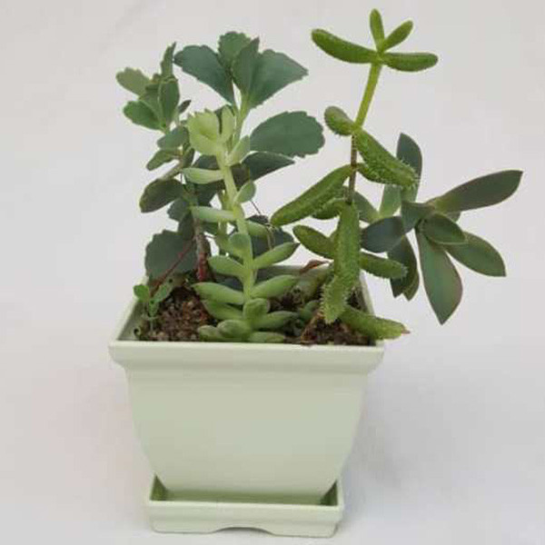 گیاه طبیعی ساکولنت کد MIX01