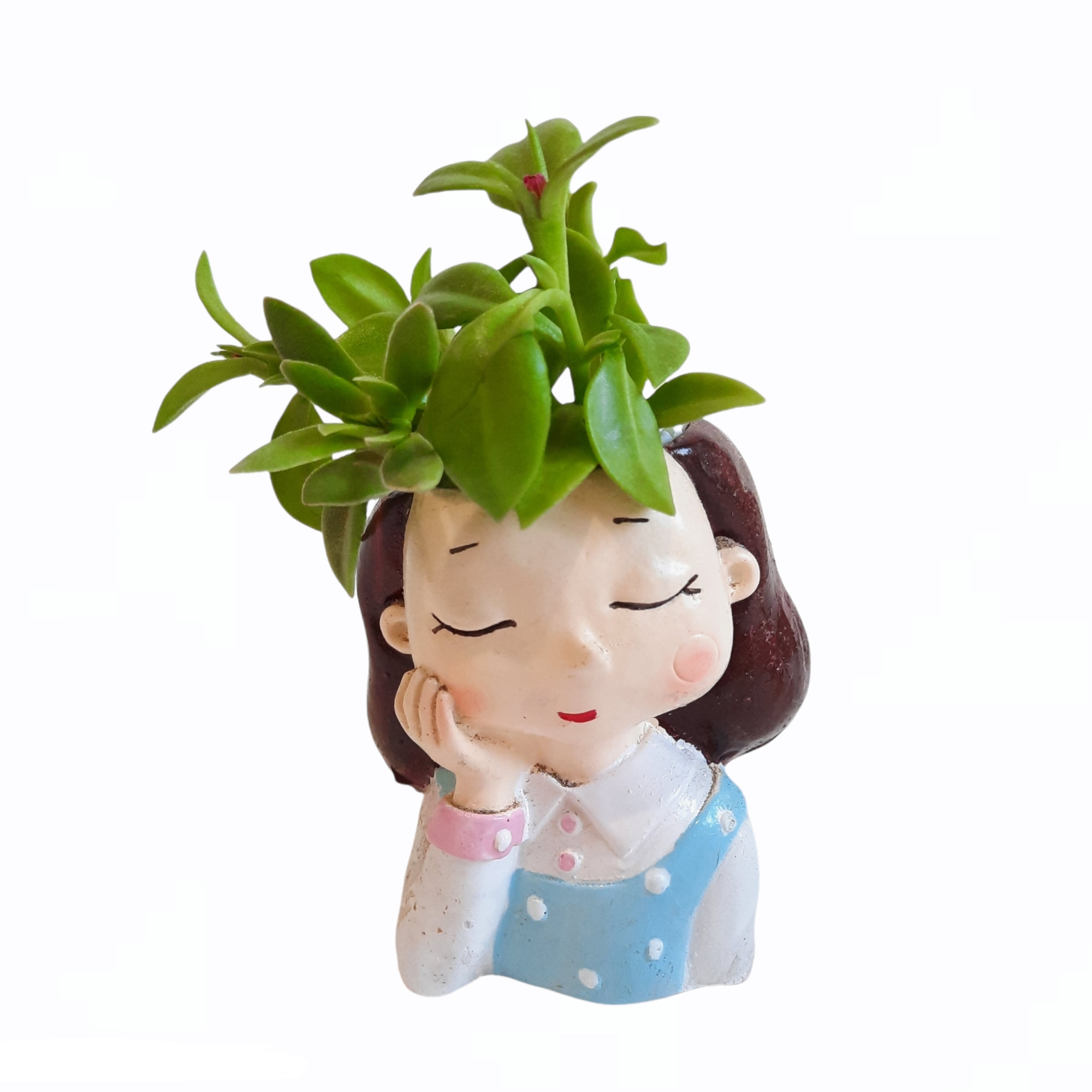 گیاه طبیعی مدل ساکولنت طرح پسر دختر مجموعه دو عددی گیاه طبیعی مدل ساکولنت طرح پسر دختر مجموعه دو عددی