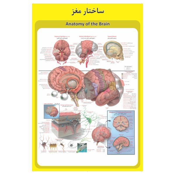 پوستر آموزشی طرح آناتومی مغز انسان