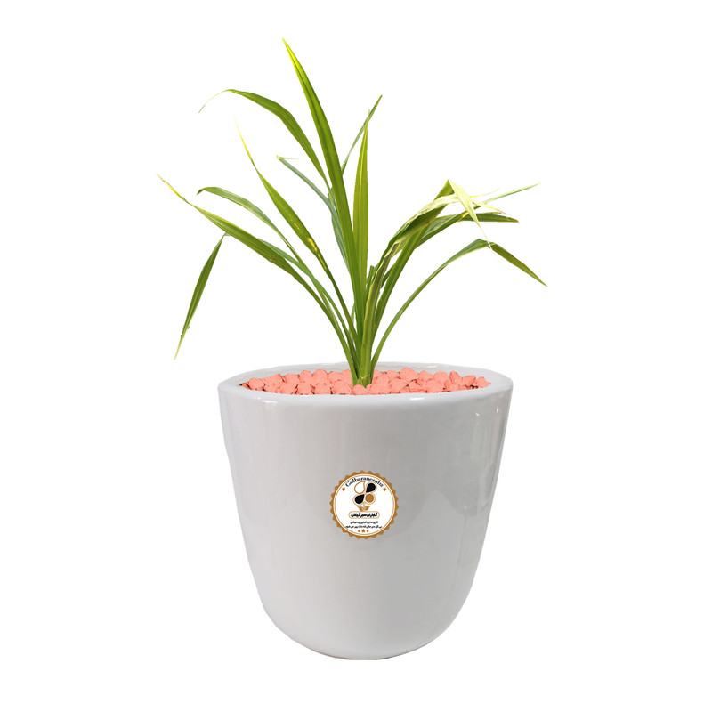 گیاه طبیعی گندمی شرکت گلباران سبز گیلان مدل GN13-GL